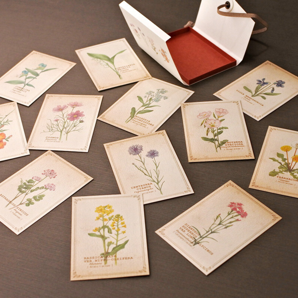 Boîte à Images Fleurs Sauvages