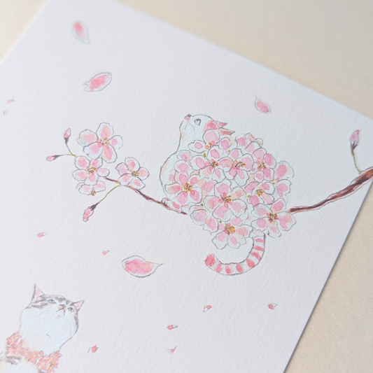 Carte Chakura Tocoro Comugi