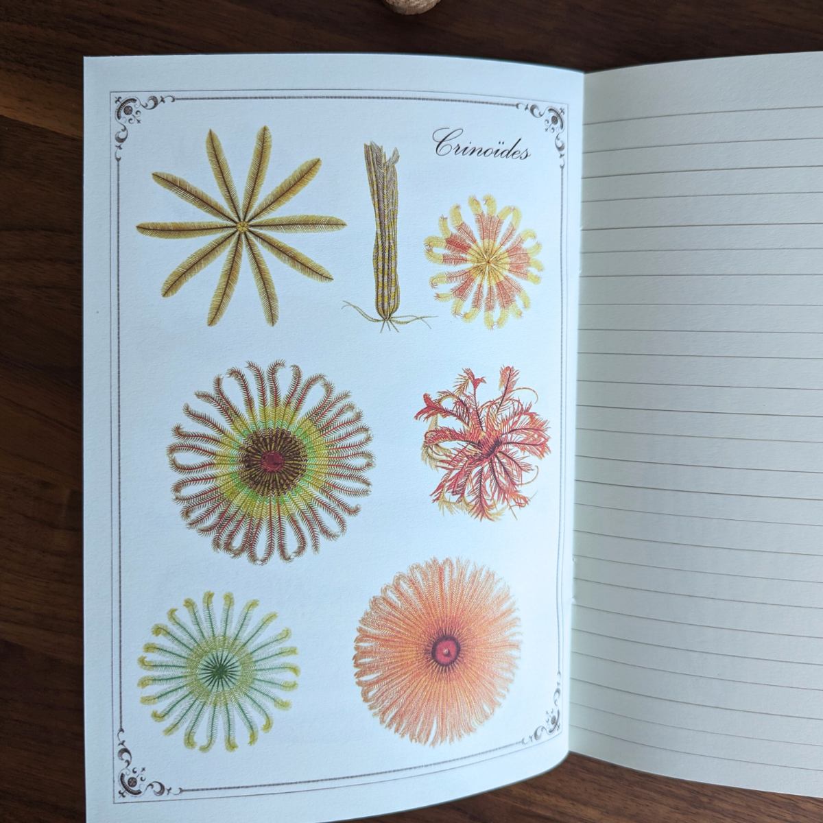 Cahier Imagier Les Fonds Marins A5 - Gwenaëlle Trolez