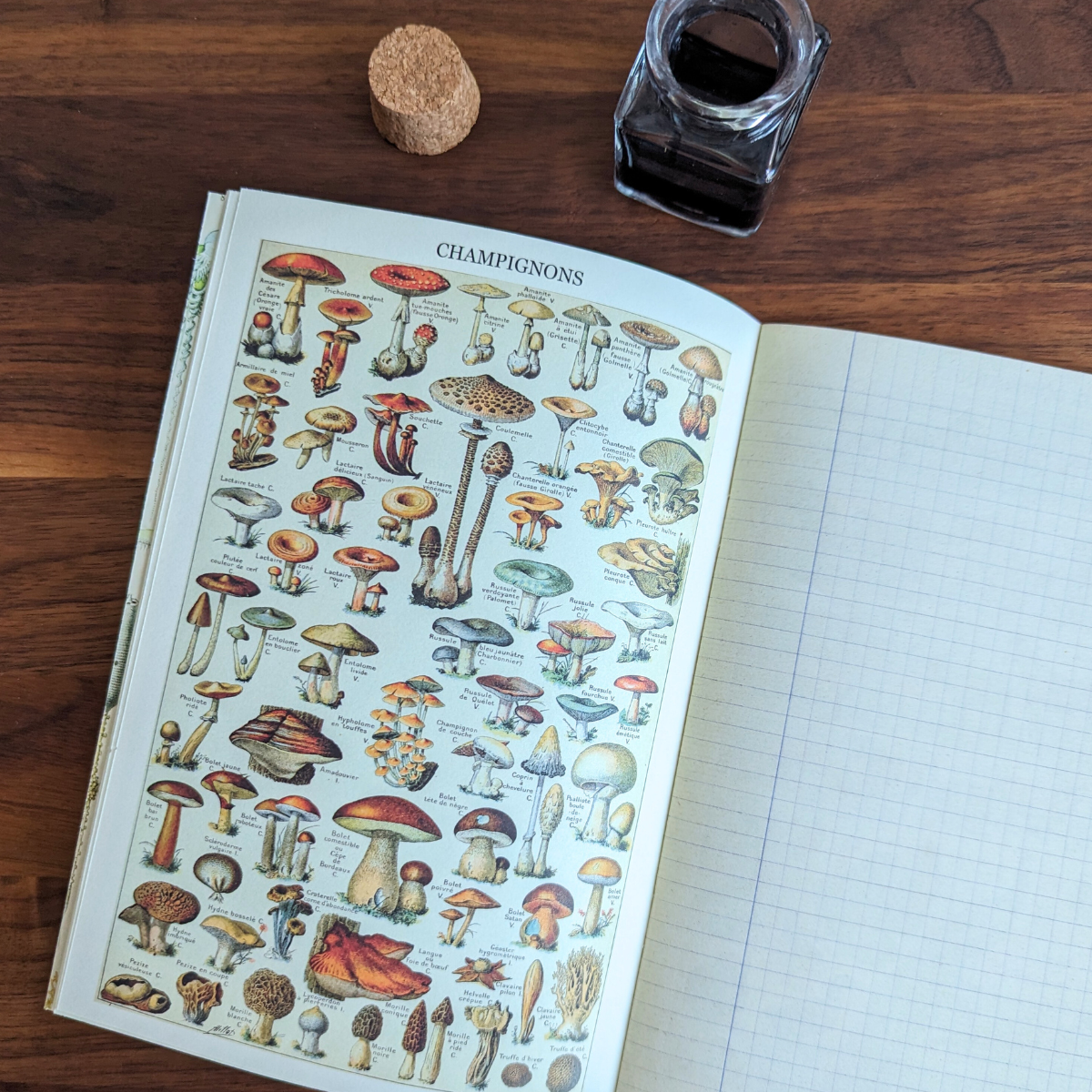 Cahier Imagier Naturaliste A5 - Gwenaëlle Trolez