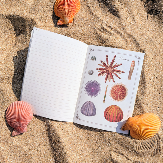 Cahier Imagier Les Fonds Marins A5 - Gwenaëlle Trolez