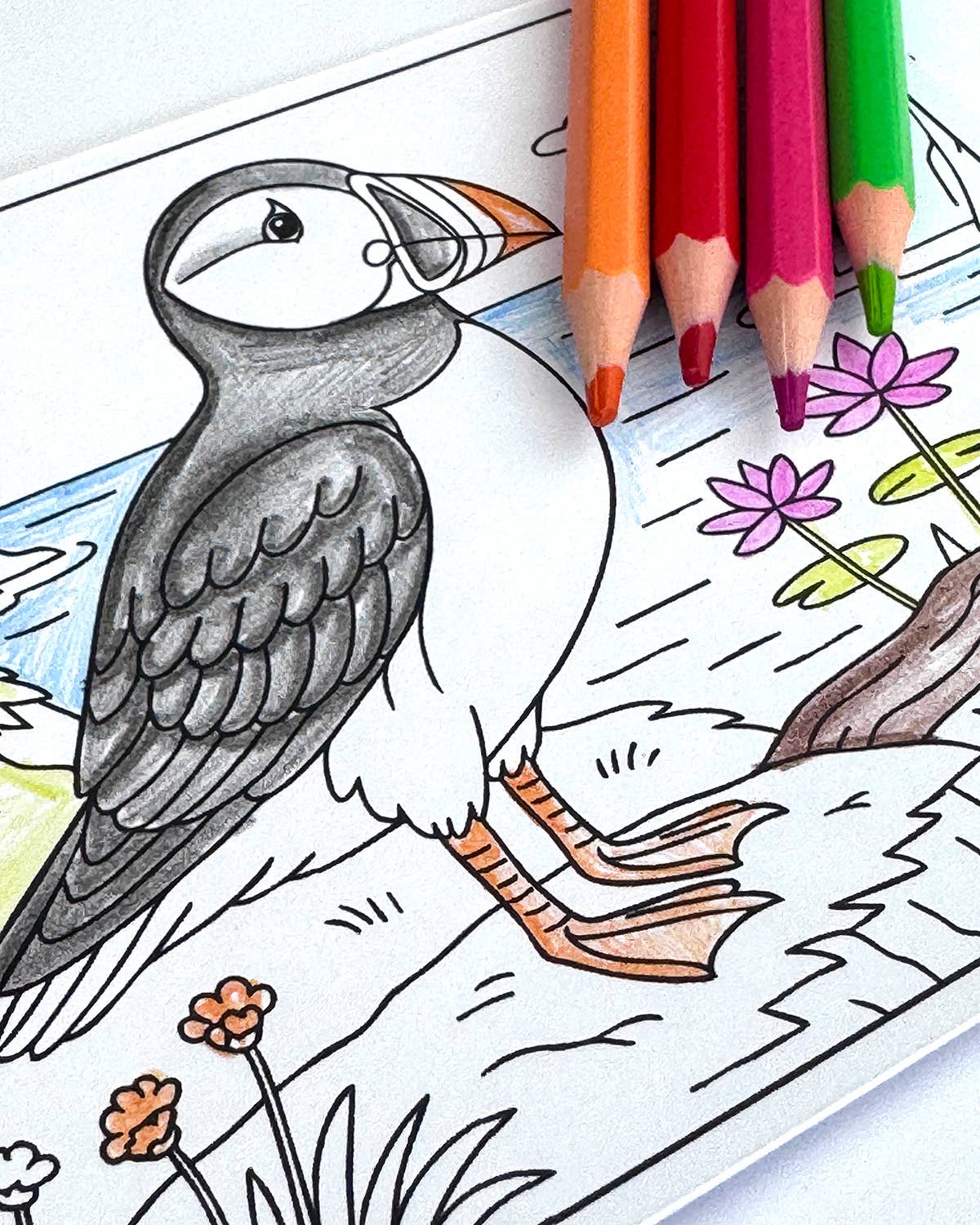 Ensemble de cartes postales à colorier oiseaux