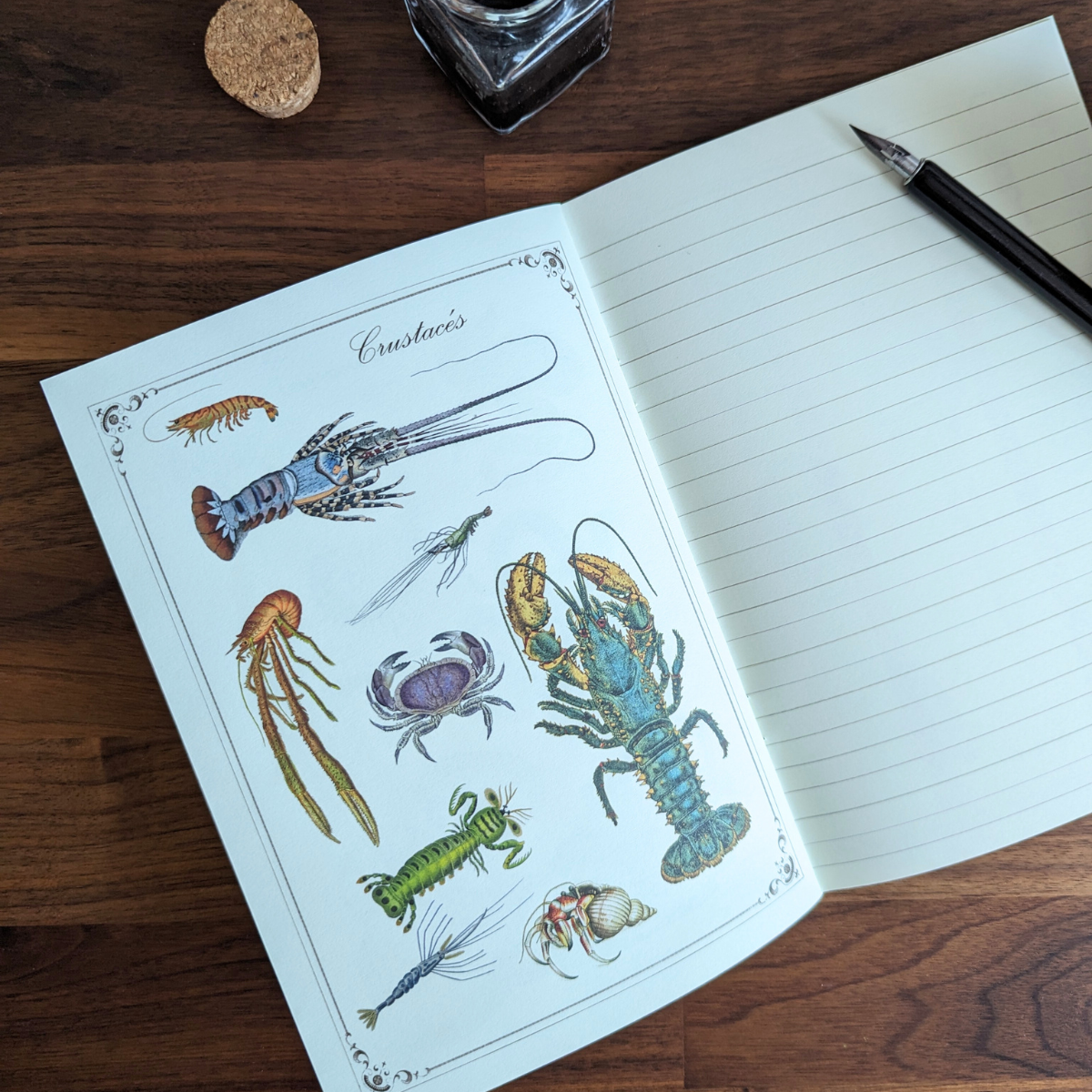 Cahier Imagier Les Fonds Marins A5