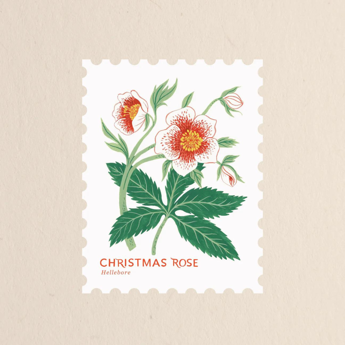 Carte de Noël découpée en forme de timbre. Sur le devant de la carte l'illustration d'une très belle rose de Noël a été réalisée par Botanica Paper Co. 